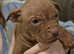 Beautiful Bandog Mastiff puppy