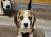 KC registered Beagle Puppy available for sale
