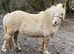 Registered sec A palomino lead rain mare