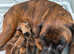 5 STAR LICENSE BREEDER 22 Years experience