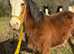 Traditional Cob Colt To Make 15.2/16h