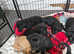 NOW £650 ONLY 2 GIRLS AVAILABLE Goldador pups for sale READY TO LEAVE NOW