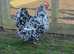 Pure breed lf Orpington chicks