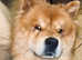 2 year old female chow