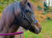Beautiful 2yr old gelding