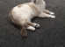 Beautiful ragdoll/Siamese for rehoming