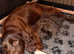 Stunning Sprocker Spaniel puppies