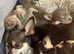 Beautiful Chihuahua Puppies - 5 weeks old