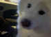 2yrs Samoyed female