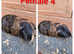 Adult Guinea pigs for sale