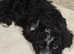 Adorable Cavapoochon puppies