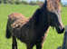Beautiful Bay Yearling Filly!