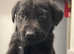 Labrador retrievers