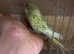 here i have some beautiful budgies for sale