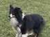 Black Tri Boy (Re home agreed)