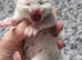 Pure pedigree British blue shorthairs 4 kittens