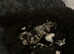 Beautiful miniature poodles 2 girls 1 boy left