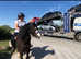 13hh 7 year old cob gelding
