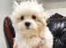 Mini maltese puppys