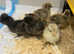 Pure silkie and silkie mix chicks available