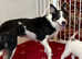 Border collie puppies