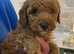 Red kc miniature poodle