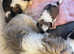 Ready to leave Lhasa apso puppies