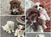 Shorkie puppies