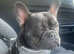 18 month old male French bulldog.