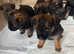 6 beautiful border terrier puppies for sale