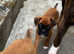 Two Beautiful Champion Bobtail boxers ready now