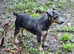 Jack Russell READY NOW