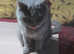 Lilac British Shorthair