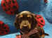 Miniature long coated dachshund puppy