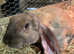 5 x English Lop crossed with French Lop Rabbits.