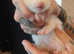 Micro cross standard albino kits