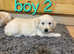 First CLASS Kc Golden retriever