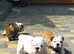 Gorgeous FCI Registered English Bulldog Puppy from Championship Bloodline
