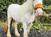 Cob mare to make 13.1/2
