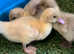 Muscovy duckings