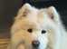 KC registered female Samoyed