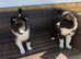 Stunning rough collie x boarder collie puppies for sale