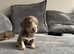 4 x Beautiful miniature dachshunds for sale