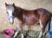 Beautiful 2yr filly 4 whites