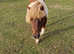 Red and white shetland mare
