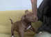 Make and Female pocket bully 10 weeks old