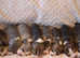 Beautiful KC Beagle Puppies