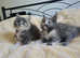 Maine Coon ready to reserved