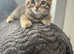 Last boy kitten ready now
