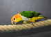Baby Yellow Thigh Caique,4